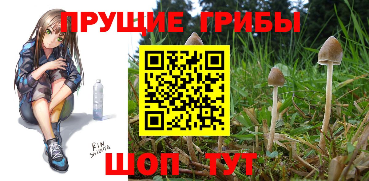 Псилоцибиновые грибы Cubensis  Вход с VPN  Рославль 
